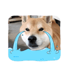 くうちゃん  柴犬（個別スタンプ：18）
