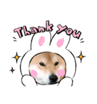 くうちゃん  柴犬（個別スタンプ：19）