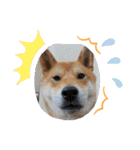 くうちゃん  柴犬（個別スタンプ：21）