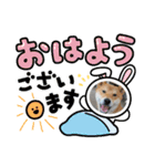 くうちゃん  柴犬（個別スタンプ：24）