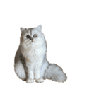にゃんずのLINEスタンプ。（個別スタンプ：5）