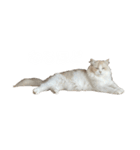 にゃんずのLINEスタンプ。（個別スタンプ：6）