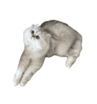 にゃんずのLINEスタンプ。（個別スタンプ：7）