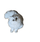にゃんずのLINEスタンプ。（個別スタンプ：8）