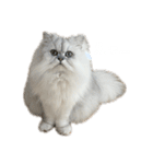 にゃんずのLINEスタンプ。（個別スタンプ：9）