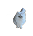 にゃんずのLINEスタンプ。（個別スタンプ：11）
