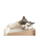 にゃんずのLINEスタンプ。（個別スタンプ：15）