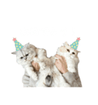 にゃんずのLINEスタンプ。（個別スタンプ：16）