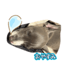 JILLくんの1日（個別スタンプ：3）