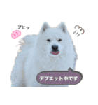 SKI沼スタンプ(日常編)（個別スタンプ：36）