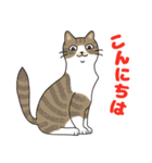 敬語でオトナにゃんこたちのスタンプ（個別スタンプ：2）