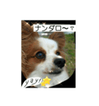 パピヨン レオのお喋り❗️（個別スタンプ：5）