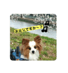 パピヨン レオのお喋り❗️（個別スタンプ：7）