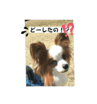 パピヨン レオのお喋り❗️（個別スタンプ：8）
