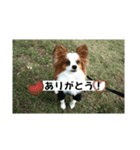 パピヨン レオのお喋り❗️（個別スタンプ：9）