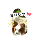 パピヨン レオのお喋り❗️（個別スタンプ：12）