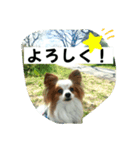パピヨン レオのお喋り❗️（個別スタンプ：16）
