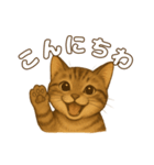 キジトラの子猫（挨拶編）（個別スタンプ：1）
