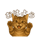 キジトラの子猫（挨拶編）（個別スタンプ：2）