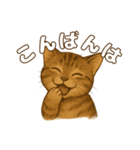 キジトラの子猫（挨拶編）（個別スタンプ：4）