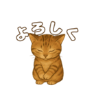 キジトラの子猫（挨拶編）（個別スタンプ：7）