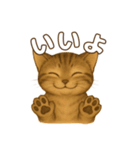 キジトラの子猫（挨拶編）（個別スタンプ：8）