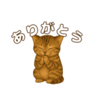キジトラの子猫（挨拶編）（個別スタンプ：9）