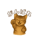 キジトラの子猫（挨拶編）（個別スタンプ：11）