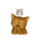 キジトラの子猫（挨拶編）（個別スタンプ：12）