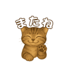 キジトラの子猫（挨拶編）（個別スタンプ：13）