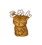 キジトラの子猫（挨拶編）（個別スタンプ：15）