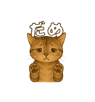 キジトラの子猫（挨拶編）（個別スタンプ：16）