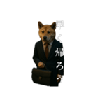 限界リーマン柴犬（個別スタンプ：1）
