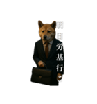 限界リーマン柴犬（個別スタンプ：3）