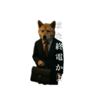 限界リーマン柴犬（個別スタンプ：4）