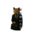 限界リーマン柴犬（個別スタンプ：8）