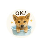 顔だけは可愛い柴犬なつ（個別スタンプ：2）