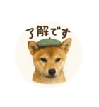 顔だけは可愛い柴犬なつ（個別スタンプ：3）