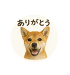 顔だけは可愛い柴犬なつ（個別スタンプ：4）