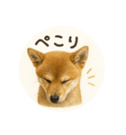 顔だけは可愛い柴犬なつ（個別スタンプ：5）