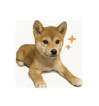 顔だけは可愛い柴犬なつ（個別スタンプ：7）