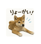顔だけは可愛い柴犬なつ（個別スタンプ：8）