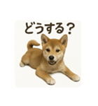 顔だけは可愛い柴犬なつ（個別スタンプ：9）