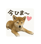 顔だけは可愛い柴犬なつ（個別スタンプ：10）