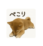 顔だけは可愛い柴犬なつ（個別スタンプ：11）