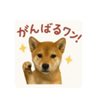 顔だけは可愛い柴犬なつ（個別スタンプ：14）