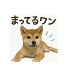 顔だけは可愛い柴犬なつ（個別スタンプ：15）
