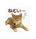 顔だけは可愛い柴犬なつ（個別スタンプ：16）