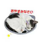 我が家の猫（part16）（個別スタンプ：1）