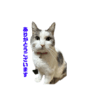 我が家の猫（part16）（個別スタンプ：2）
